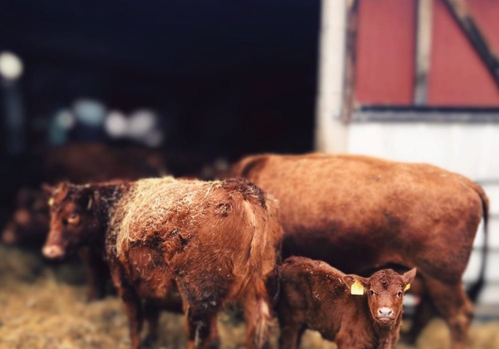 Angus-Mutterkuh mit Kalb