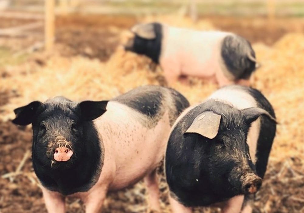 Husumer Freilandschweine